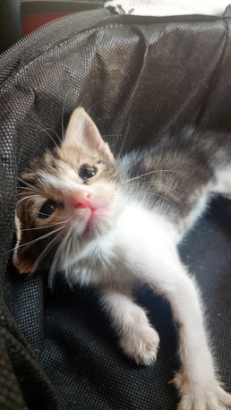 Khobar, Free Items, Litter Trained Kitten
