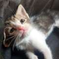 Litter Trained Kitten