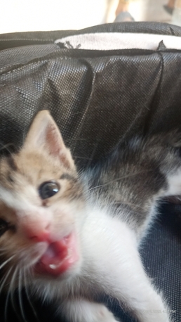 Khobar, Free Items, Litter Trained Kitten