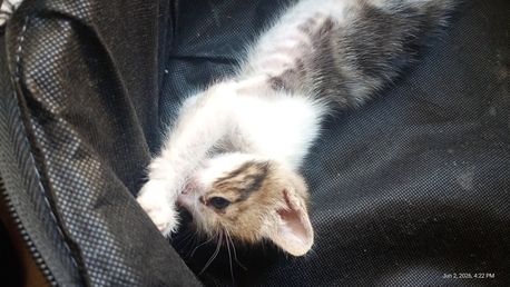 Khobar, Free Items, Litter Trained Kitten