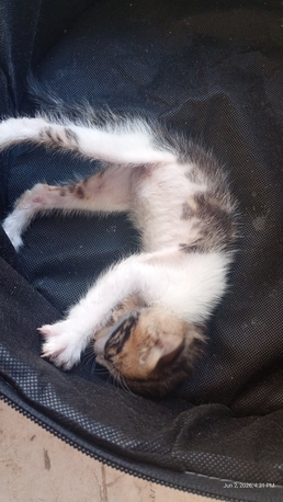 Khobar, Free Items, Litter Trained Kitten