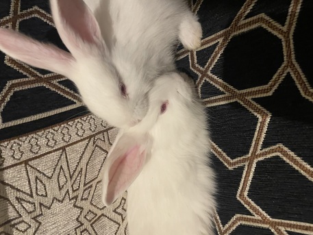 Khobar, Pet Supplies, SAR 70,  BUNNIES FOR SALE