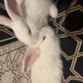 SAR 70,  BUNNIES FOR SALE