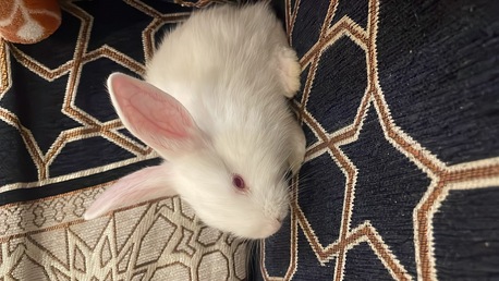 Khobar, Pet Supplies, SAR 70,  BUNNIES FOR SALE