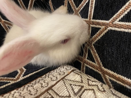 Khobar, Pet Supplies, SAR 70,  BUNNIES FOR SALE