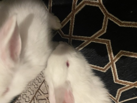 Khobar, Pet Supplies, SAR 70,  BUNNIES FOR SALE