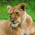 Discover Kenya's Wildlife With Expert-Guided Safari Tours | Ketsafaris