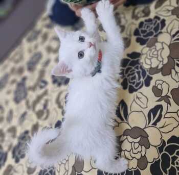 Riyadh, Pet Supplies, SAR 350,  Adorable White Kitten For Sale 🐱