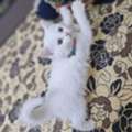 SAR 350,  Adorable White Kitten For Sale 🐱