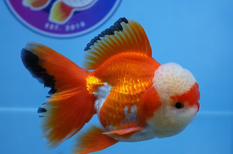 Austin, Pet Supplies, Best Fancy Goldfish In Austin