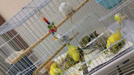 Riyadh, Pet Supplies, SAR 75,  Baby Birds