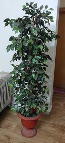 Al Malaz, Household Items, SAR 750,  Dell Flat Monitor 25", Green Plant🌿, Kids Swing, Kitchen Table, Beautiful Side Sofa Table