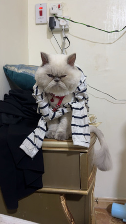 Al Adama, Pet Supplies, 🐱 Free Adoption &ndash; 11-Month-Old Female Persian Cat (Vaccinated)