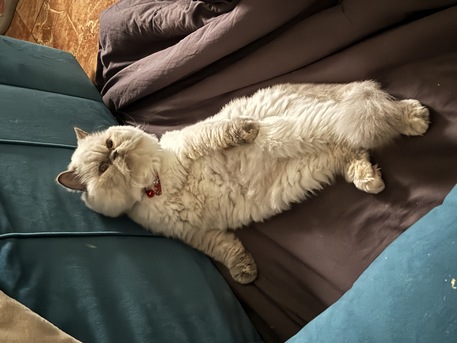 Al Adama, Pet Supplies, 🐱 Free Adoption &ndash; 11-Month-Old Female Persian Cat (Vaccinated)