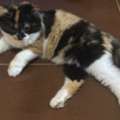 Free Cat Adoption