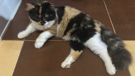 Jeddah, Pet Supplies, Free Cat Adoption