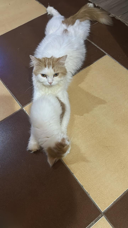 Jeddah, Pet Supplies, Free Cat Adoption