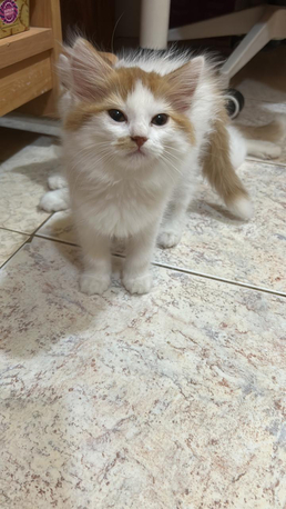 Jeddah, Pet Supplies, Free Cat Adoption