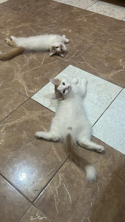 Jeddah, Pet Supplies, Free Cat Adoption