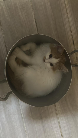 Jeddah, Pet Supplies, Free Cat Adoption