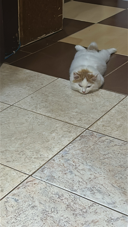 Jeddah, Pet Supplies, Free Cat Adoption