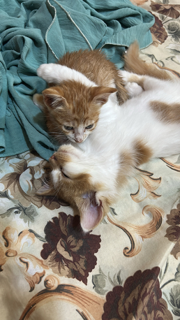 Jeddah, Pet Supplies, Free Cat Adoption