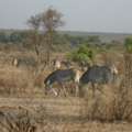 Best Tanzania Safari Tours