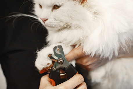 Doha, Pet Sitting, Professional Pet Care Vet Clinic | First Vet