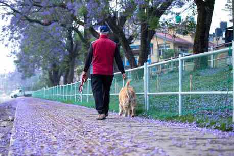 Ahmedabad, Pet Sitting, Dog Walkers In Surat