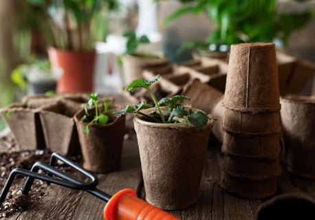 Mumbai, Farm/Garden, Home Gardening Tips For Beginners 🌱