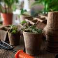 Home Gardening Tips For Beginners 🌱