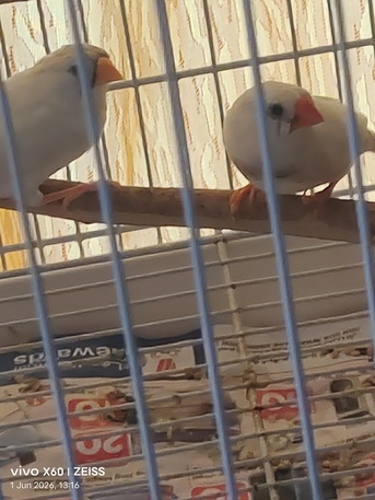 Dammam, Pet Supplies, SAR 200,  Zeebra Finches Two Male & Two Female. Breading Birds