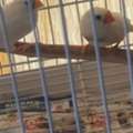 SAR 200,  Zeebra Finches Two Male & Two Female. Breading Birds