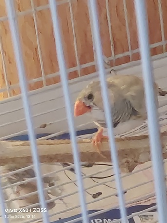 Dammam, Pet Supplies, SAR 200,  Zeebra Finches Two Male & Two Female. Breading Birds
