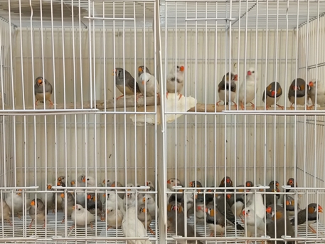 Olaya, Pet Supplies, SAR 50,  Australian Zebra Finches