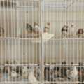 SAR 50,  Australian Zebra Finches