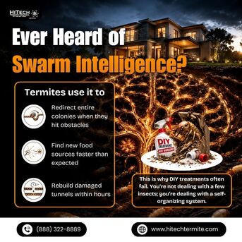 New York, Household, Ever Heard Of Swarm Intelligence?