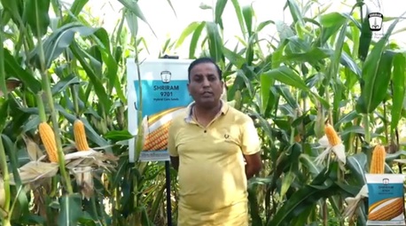 Mumbai, Farm/Garden, Stable Corn Production With Shriram 9701 Hybrid Maize Seed