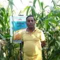 Stable Corn Production With Shriram 9701 Hybrid Maize Seed