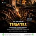 Did You Know Termites Communicate Through Vibrations?
