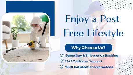 Melbourne, Pest Control, Trusted Pest Control Port Melbourne For Safer Homes