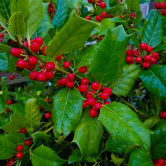 New York, Farm/Garden, Trees For Sale Online - Quality Shade, Evergreen & Flowering Trees | Order Now