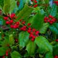 Trees For Sale Online - Quality Shade, Evergreen & Flowering Trees | Order Now