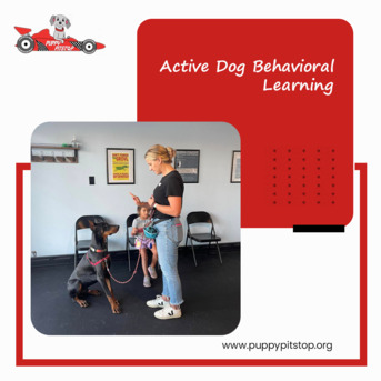 New York, Pet Sitting, Best Dog Kennels In Indianapolis, Indiana