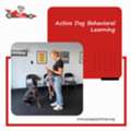 Best Dog Kennels In Indianapolis, Indiana