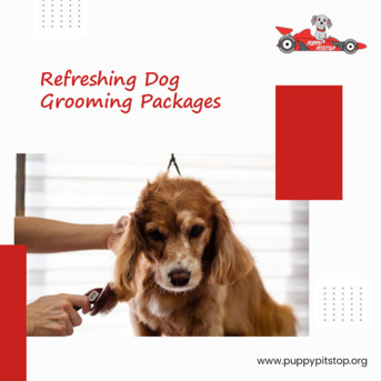 New York, Pet Sitting, Best Dog Kennels In Indianapolis, Indiana