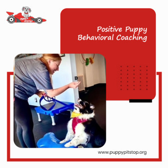 New York, Pet Sitting, Best Dog Kennels In Indianapolis, Indiana
