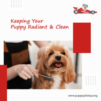 New York, Pet Sitting, Best Dog Kennels In Indianapolis, Indiana