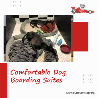 New York, Pet Sitting, Best Dog Kennels In Indianapolis, Indiana