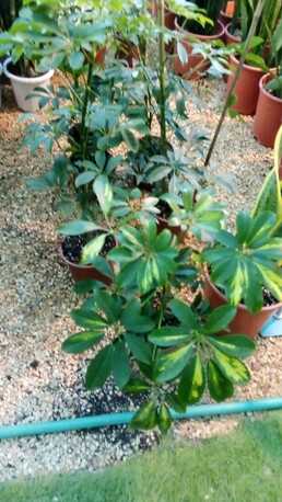 Al Maathar, Farm & Garden, SAR 35,  Flowers,Indoor&Outdoor Plants Are Available In Riyadh With Delivery-0551298565